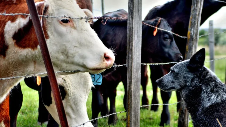 SENASA prohibió en todo el país las vacunas contra la peste bovina para proteger el estatus sanitario argentino